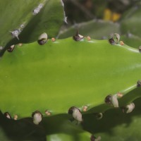 Euphorbia antiquorum L.